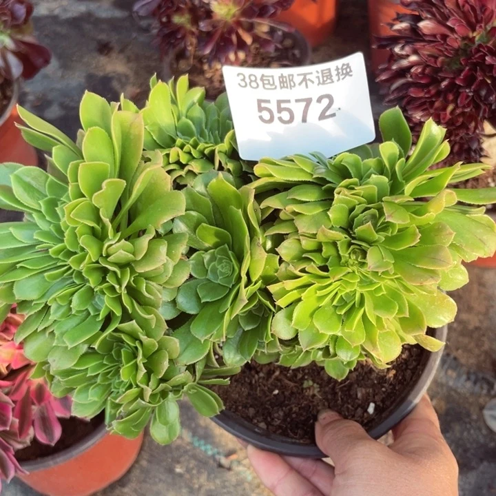 5572，多肉法师绿羊绒不包邮