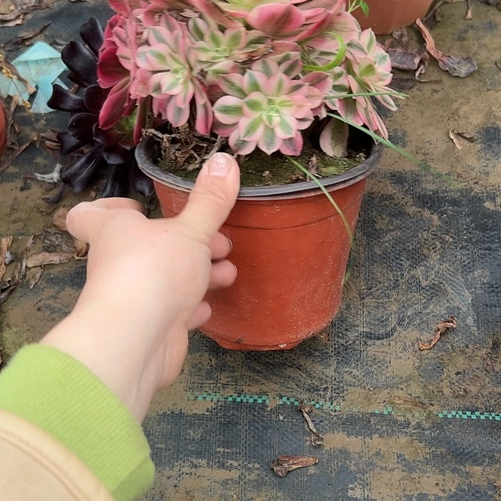 多肉法师植物链接70