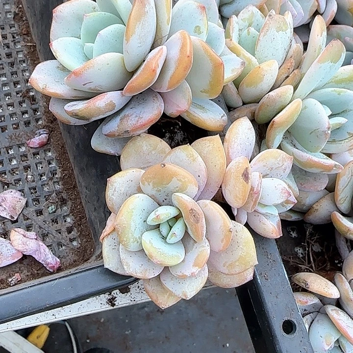 心****师青蛙王子儿童牙膏111