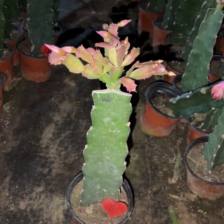 f***x当前无花栽培后可以开花068  11