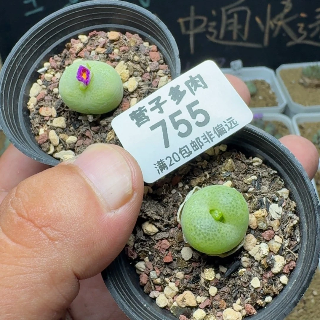 带盆土。  两颗。