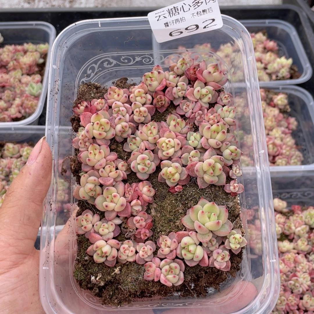 云糖心多肉植物692