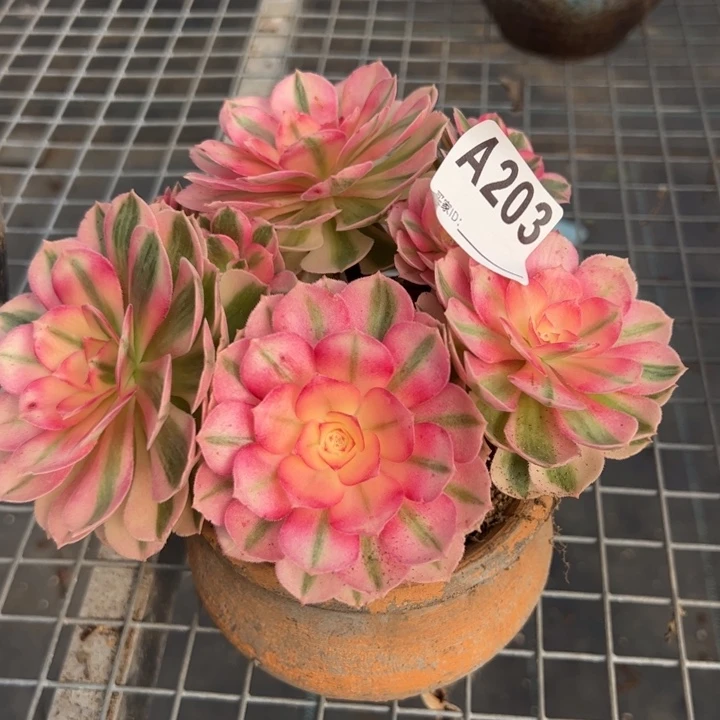 203倾城朵朵小精品16厘米左右