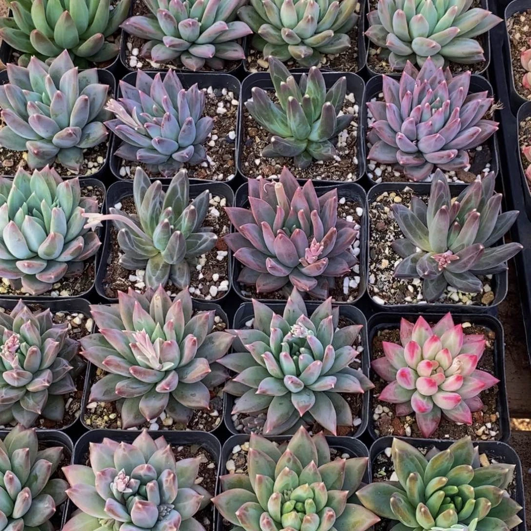 牡***454多肉植物保护研究所