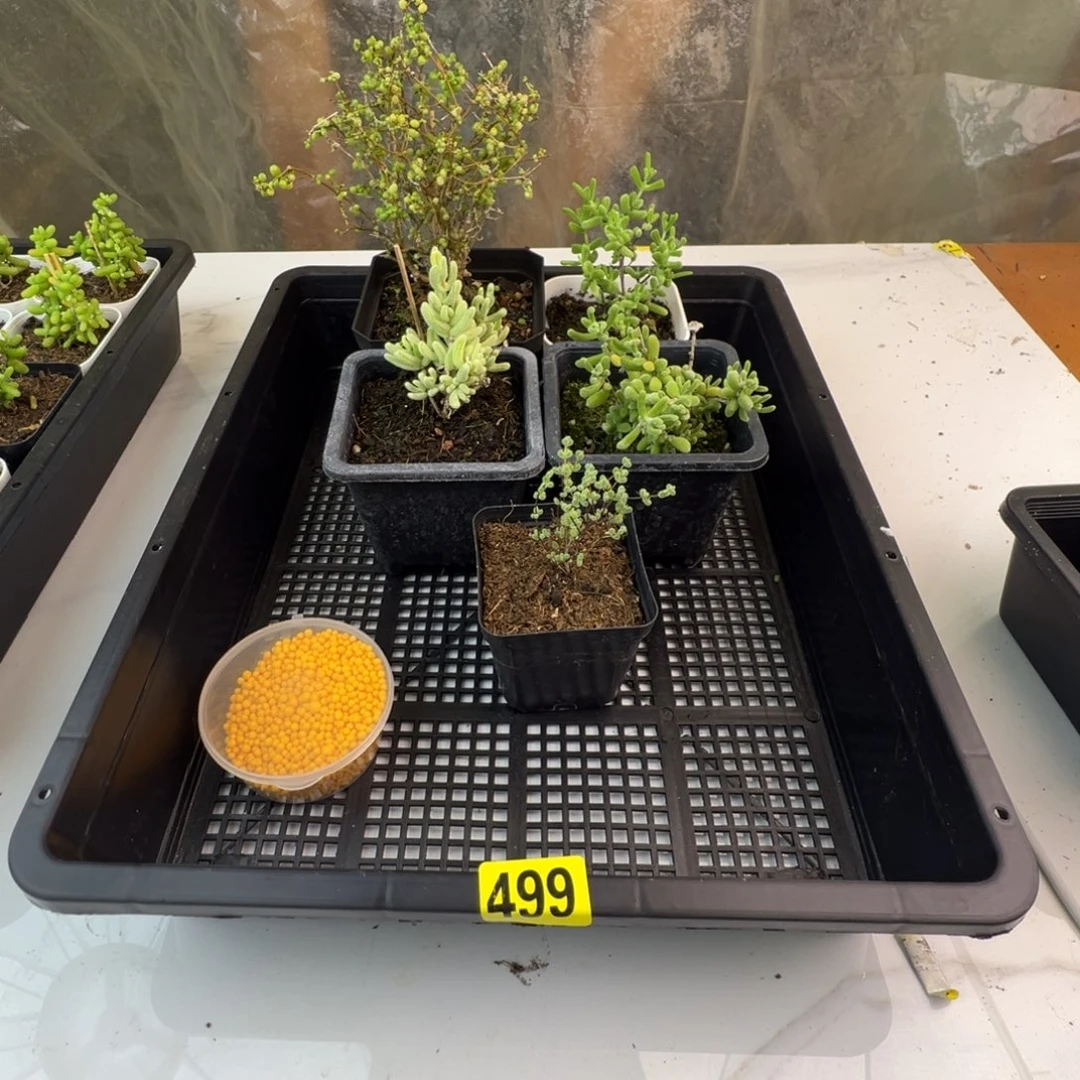 枝干番杏多肉植物499
