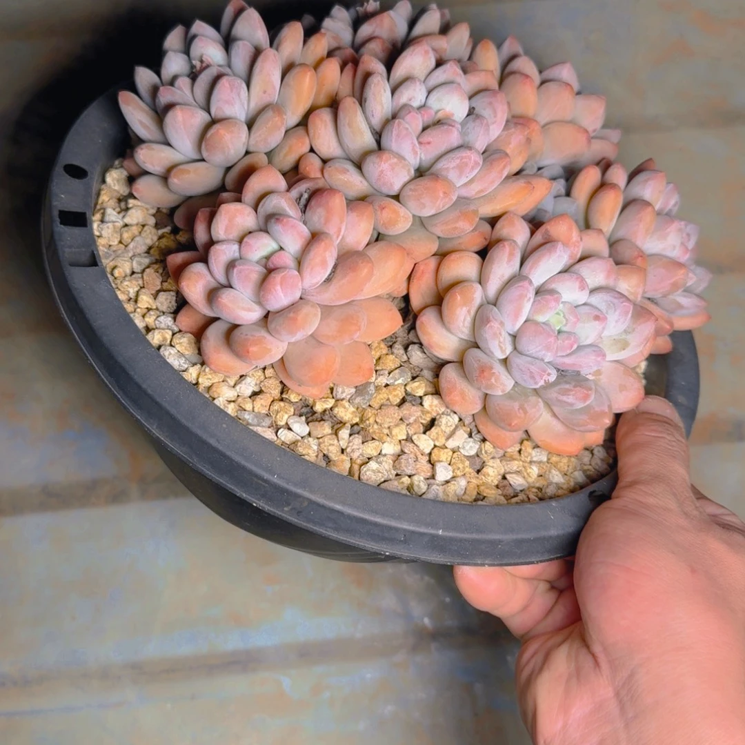 香水多肉111111111111