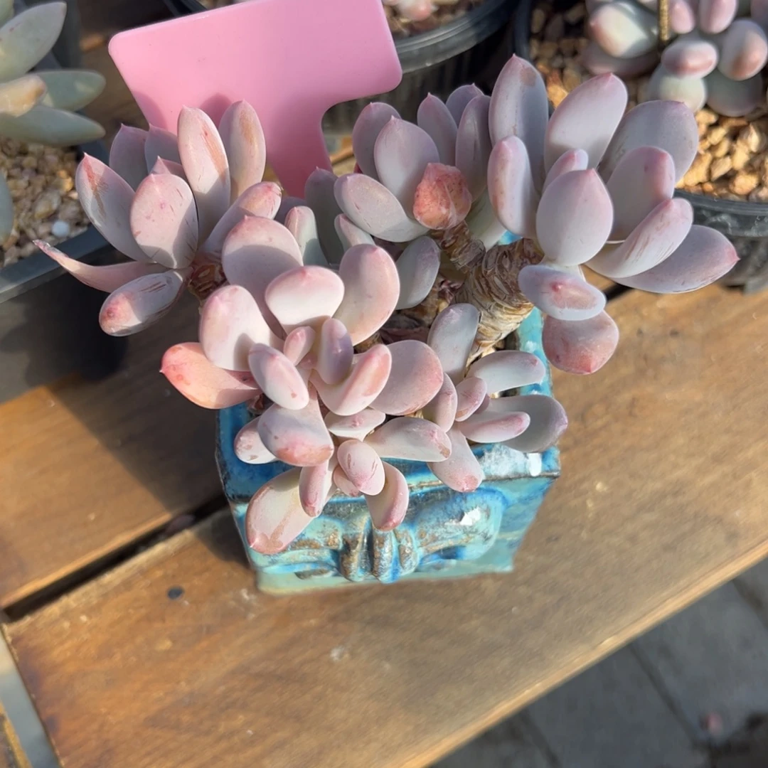 米***爱微瑕盆1111111111111111111