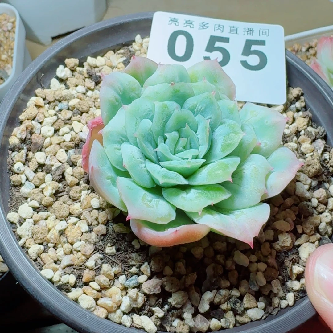 泡泡纱裙            精美多肉植物