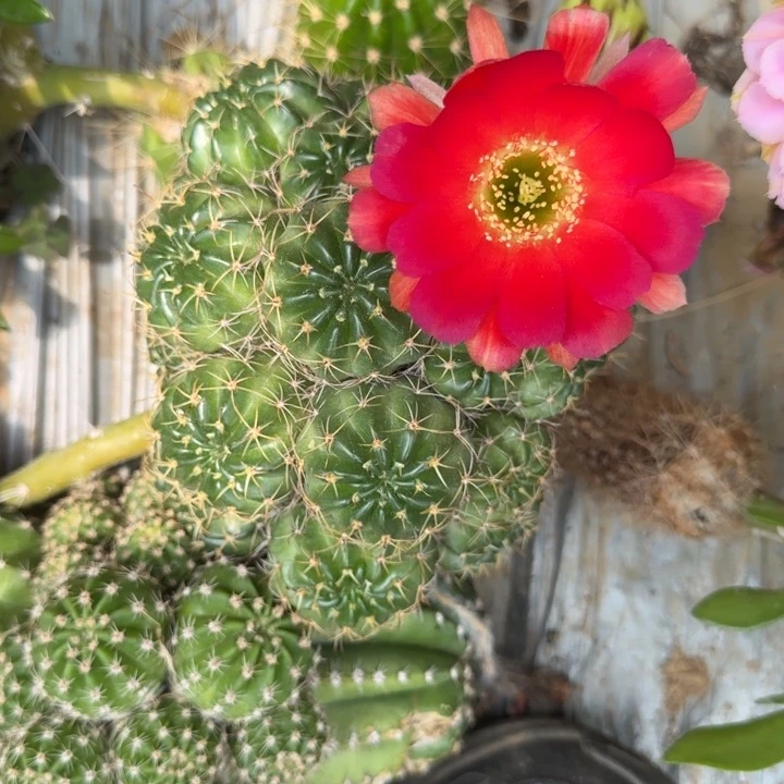 丽花仙人球仙人掌22