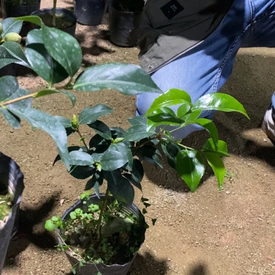 当前无花栽培后可以开花—抓破