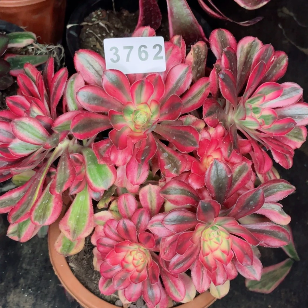 初恋多肉发货发货