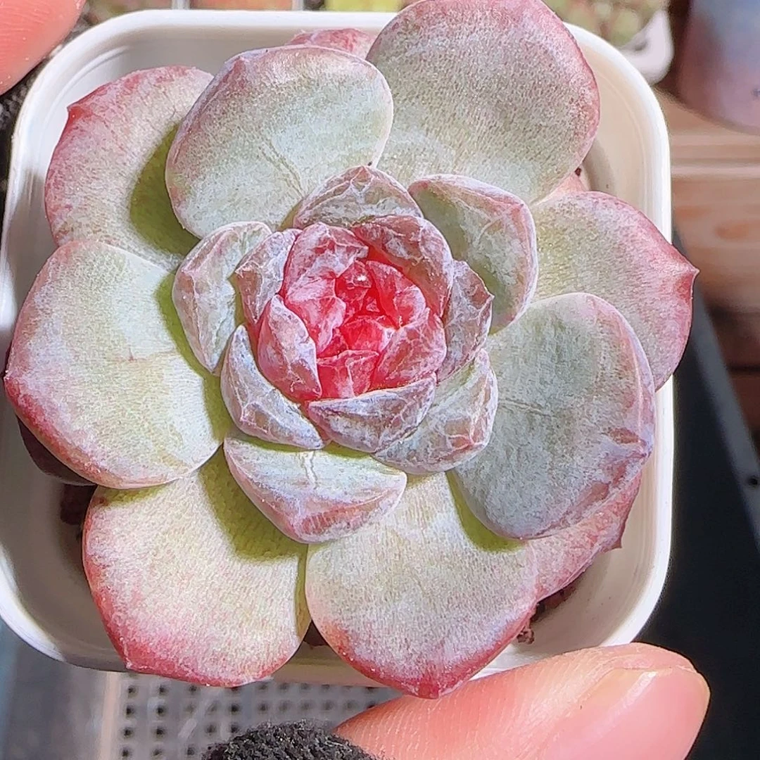 多肉一物一拍1027--38糖心石化