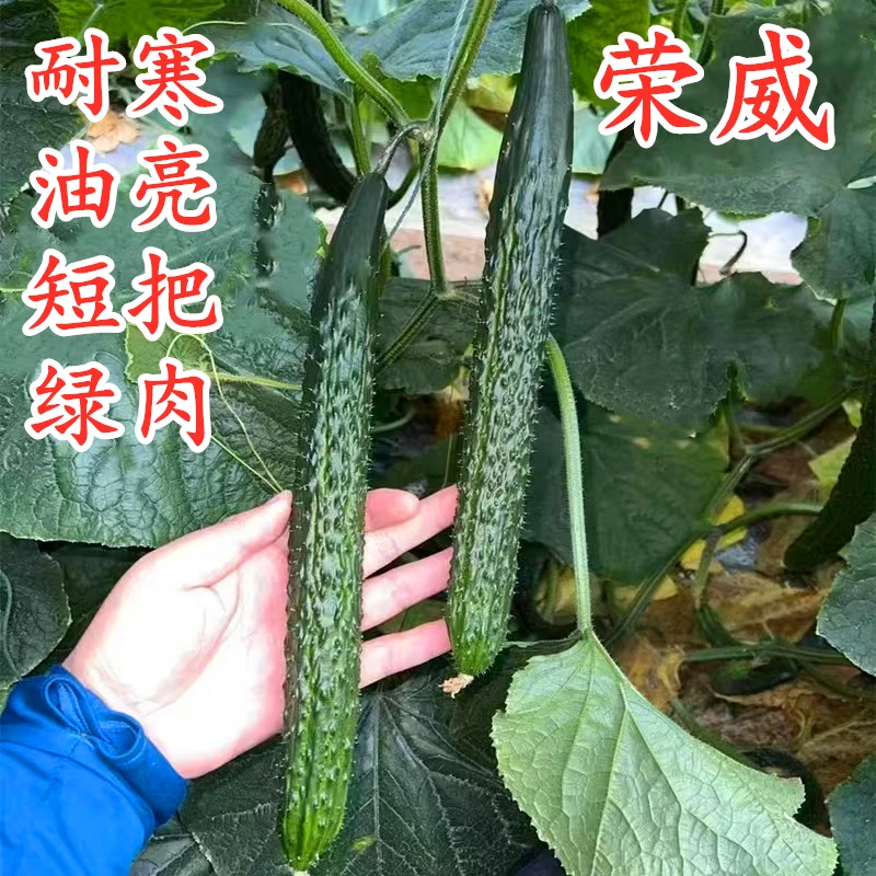 黄瓜种子嫁接黄瓜苗青瓜种籽强雌油亮耐寒绿肉高产四季蔬菜荣威
