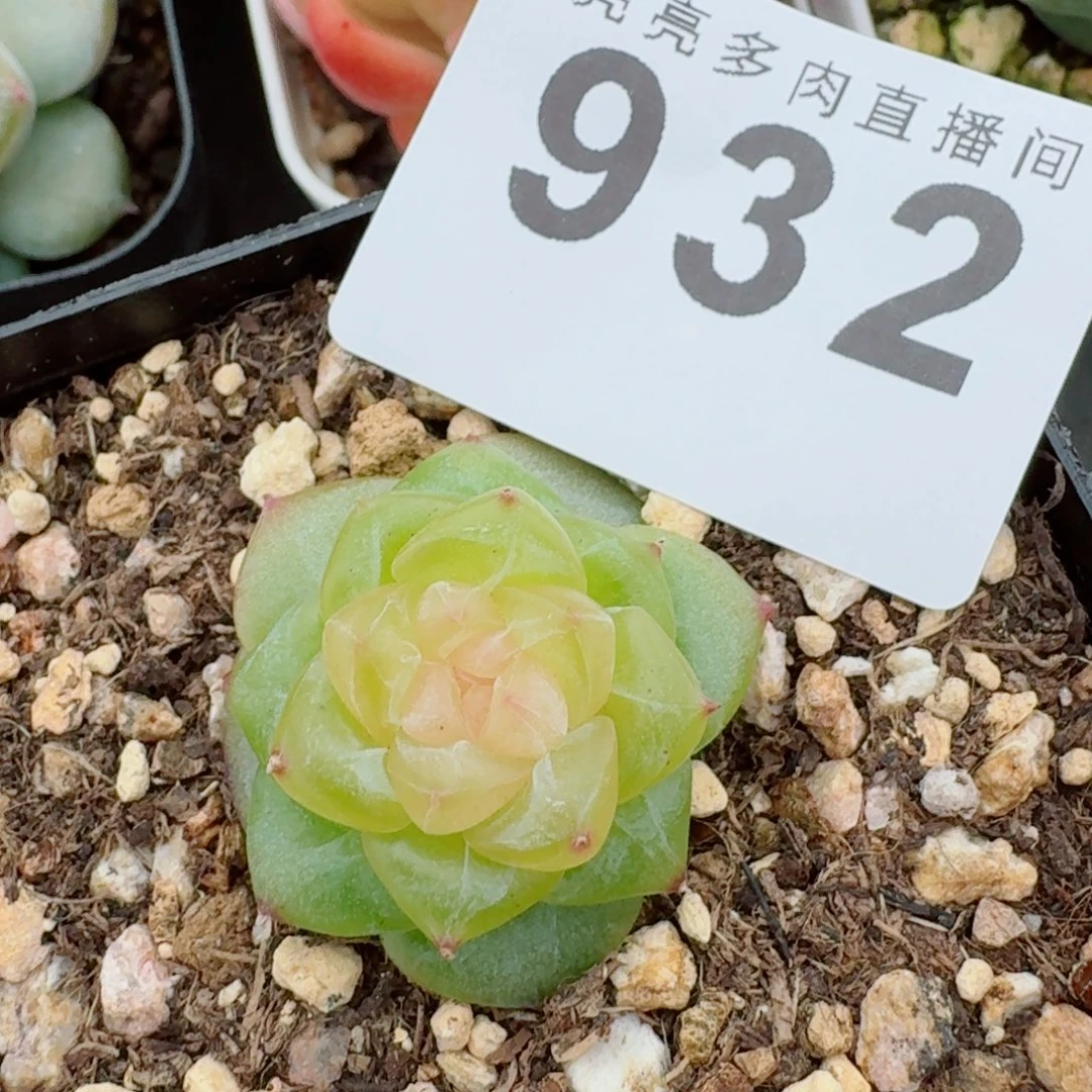 开播福利