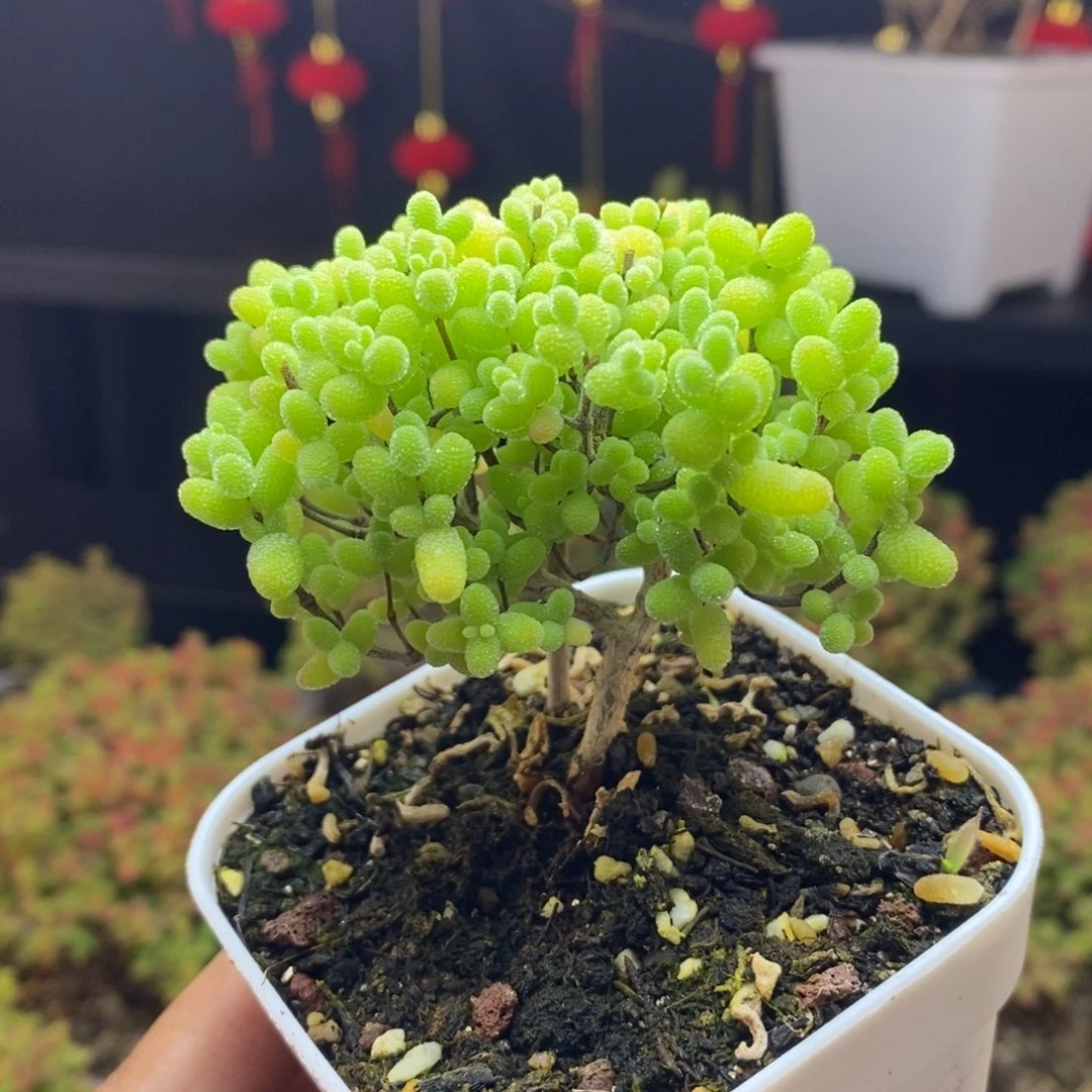 738号金桔糖球枝干多肉