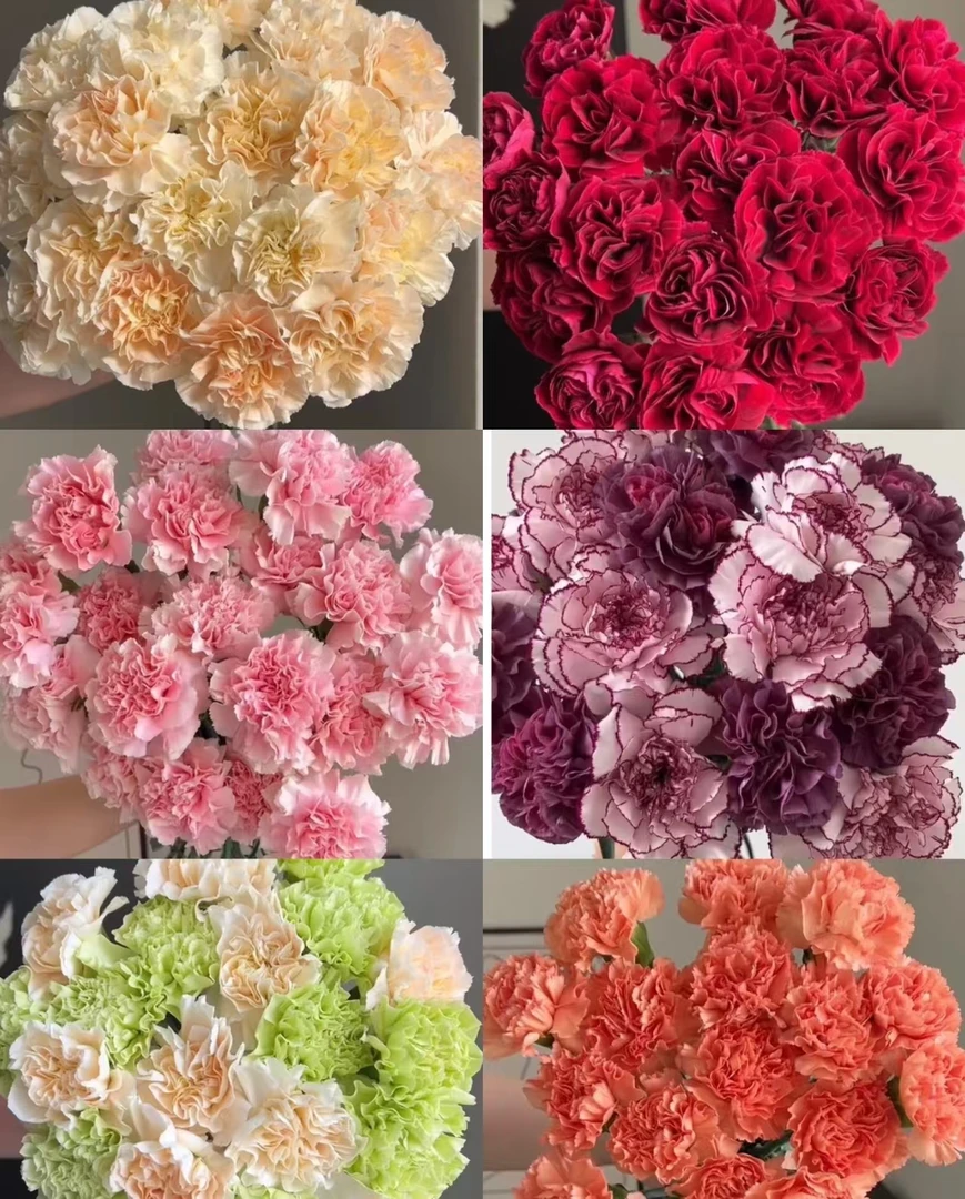 加购多样康乃馨集合   【收到花带包装醒花】一单发韵达