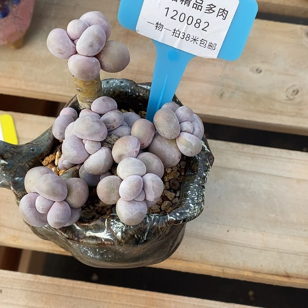 082甜蜜和咯哩咯额魔芋我