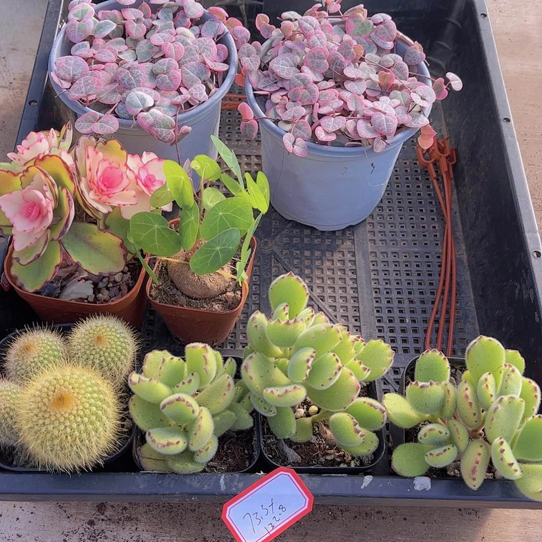 多肉288多肉植物