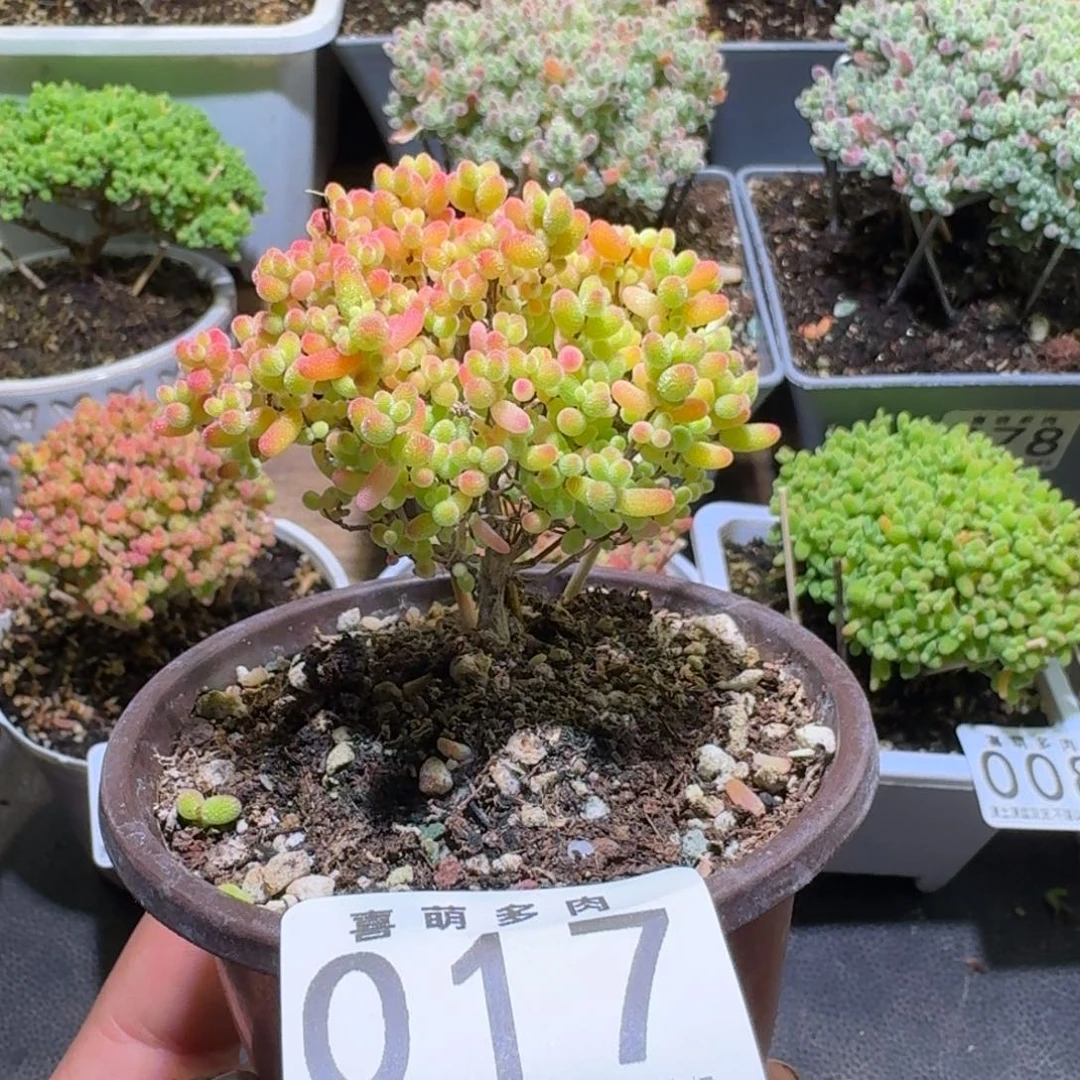 枝干番杏蜜橘糖球017