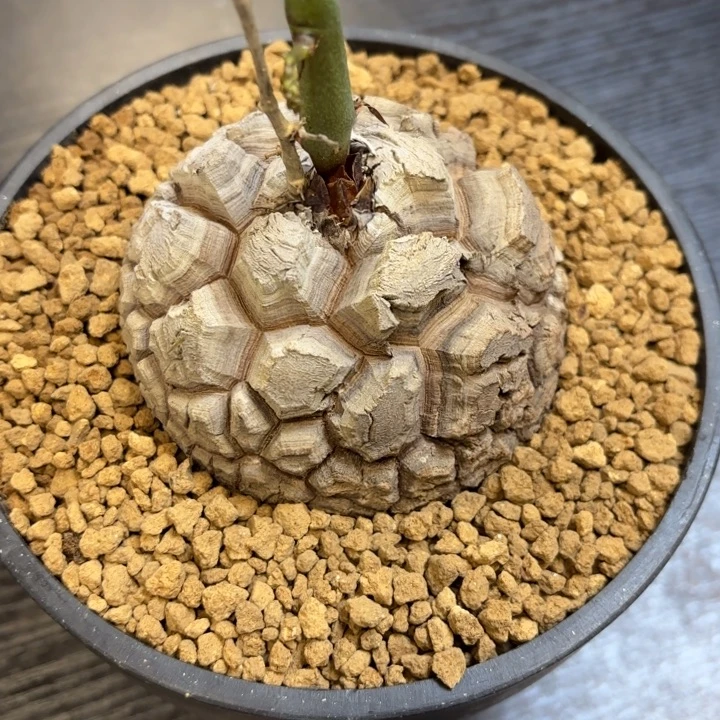 893南非龟甲龙带盆