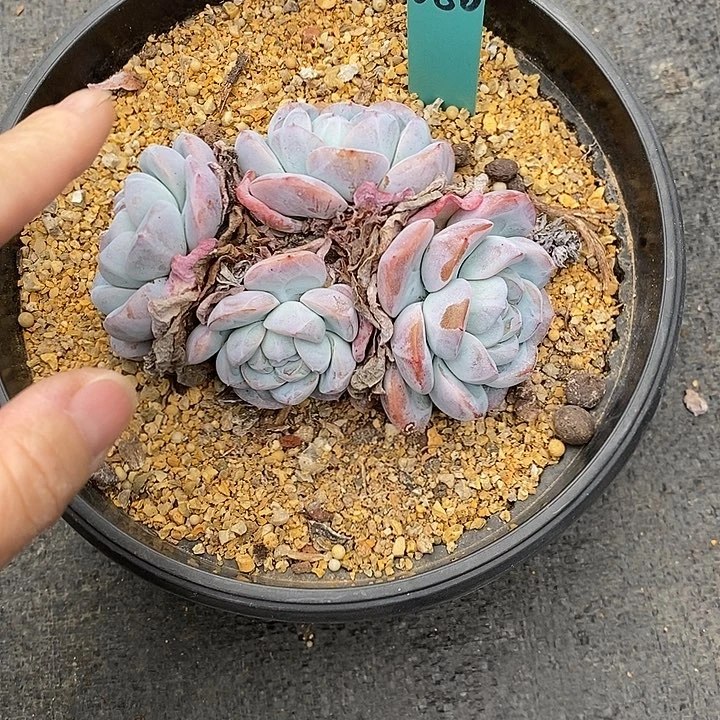 姝*680多肉植物老桩