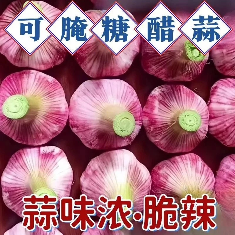 【买3斤送2斤 到手5斤】新鲜紫皮大蒜 中牟农家现挖湿大蒜 可腌糖蒜