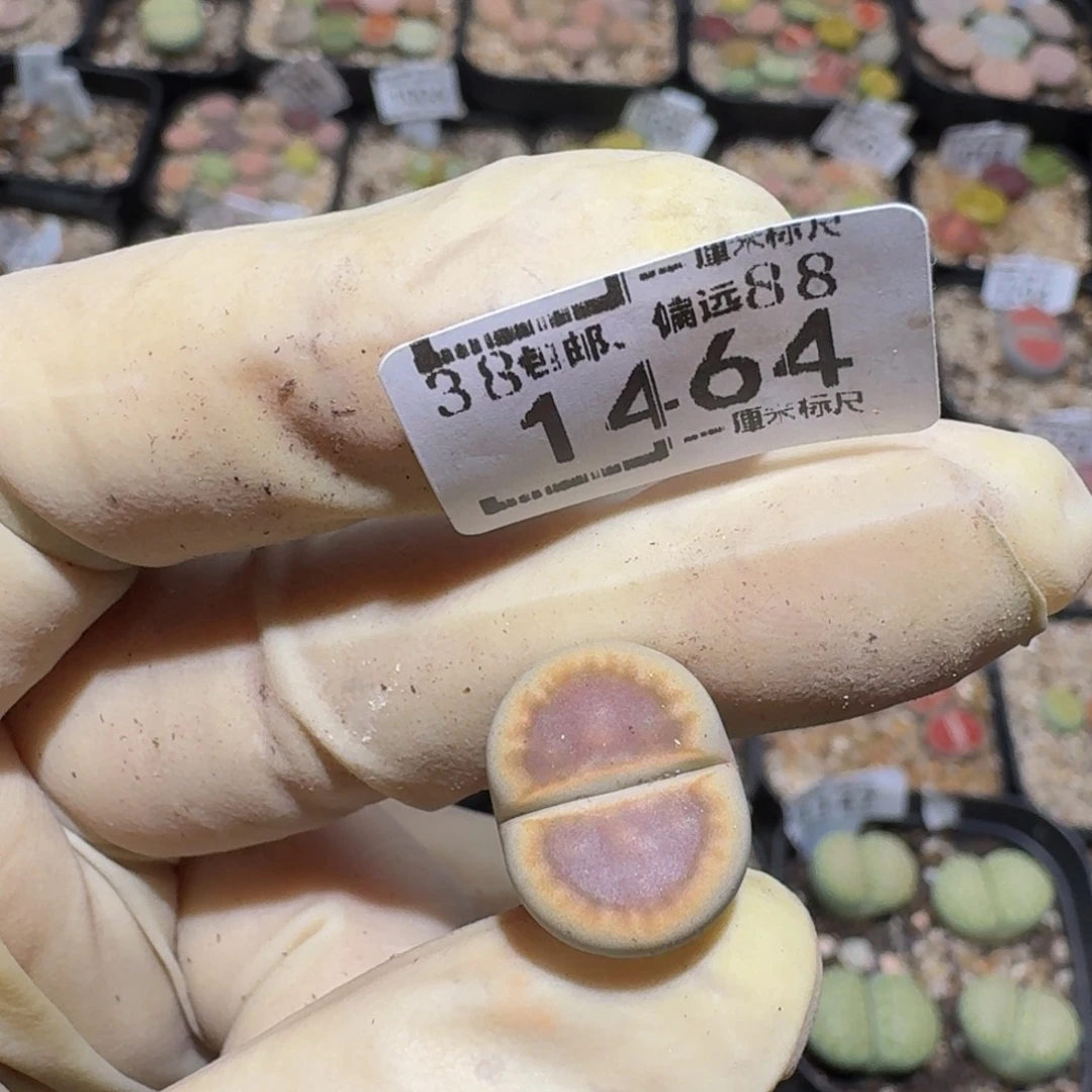 小***乖zzzzz生石花肉锥1464