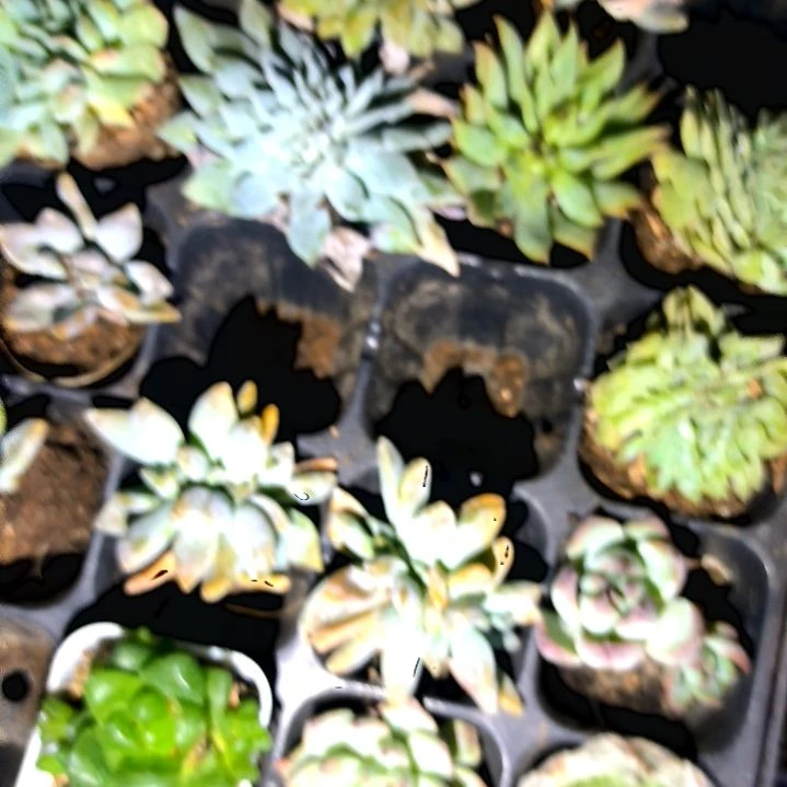 三颗不同缀化，满8.8包邮