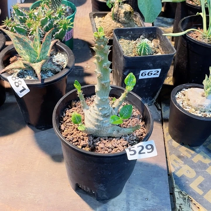 529温莎瓶干块根