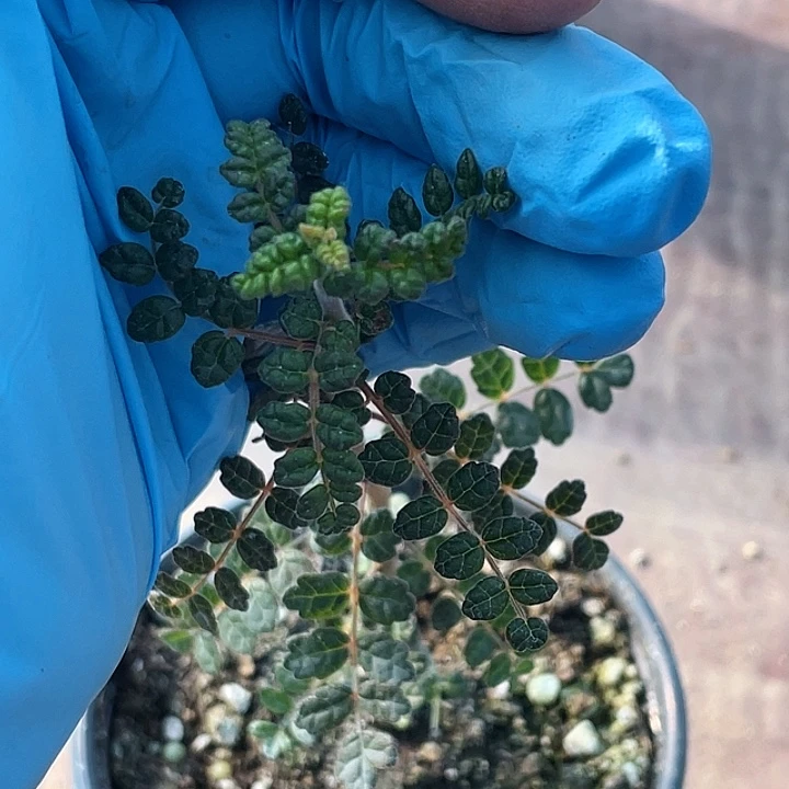 8888泡泡叶没药橄榄