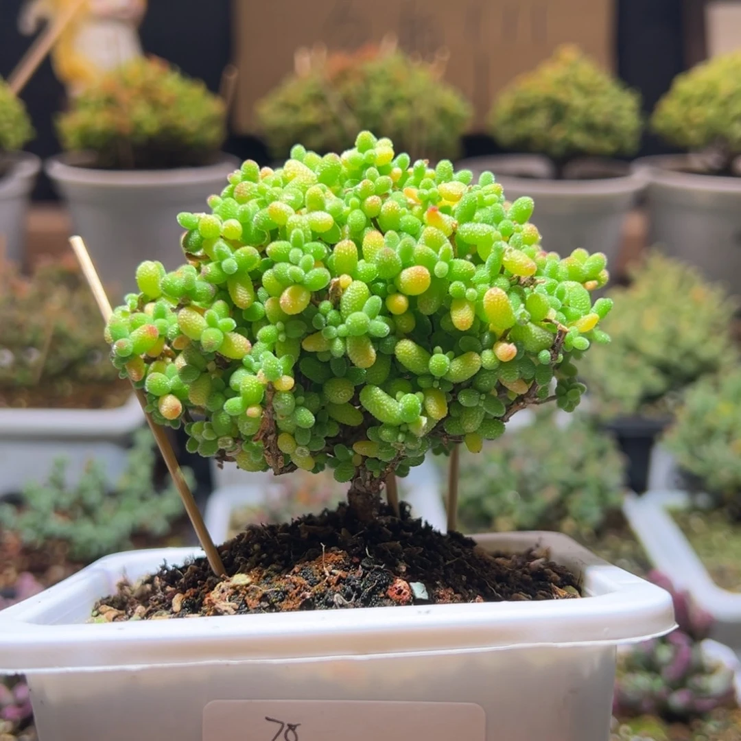 40金桔一物一拍包开箱