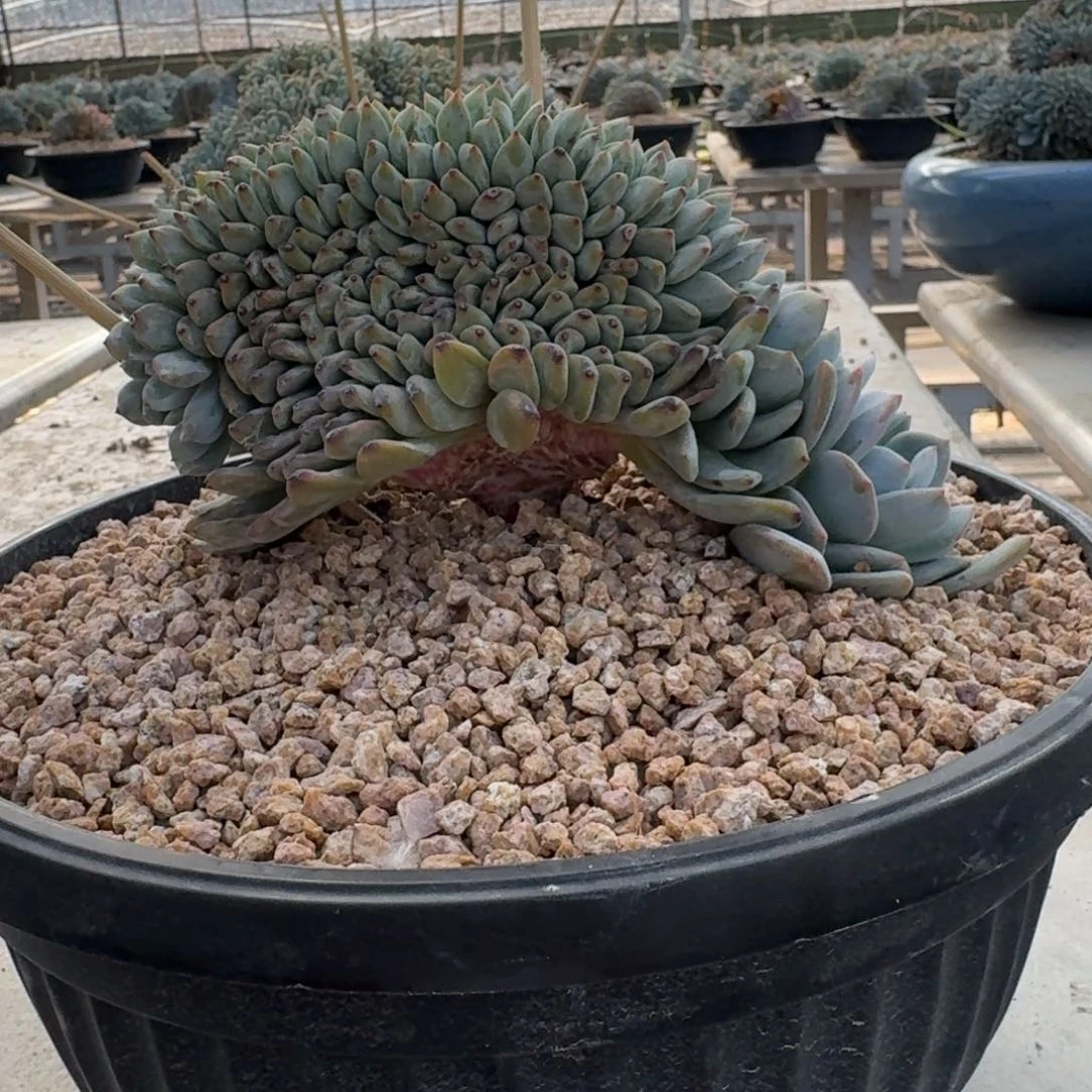 星影树缀无砍多肉