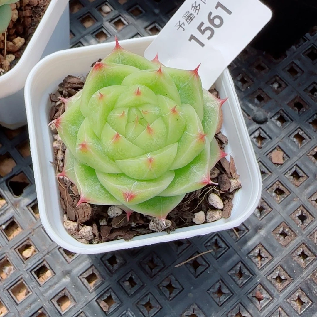 奶油，1561多肉植物