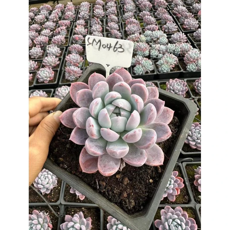 12#粉冰玉多肉植物   前男友精品多肉SM0463
