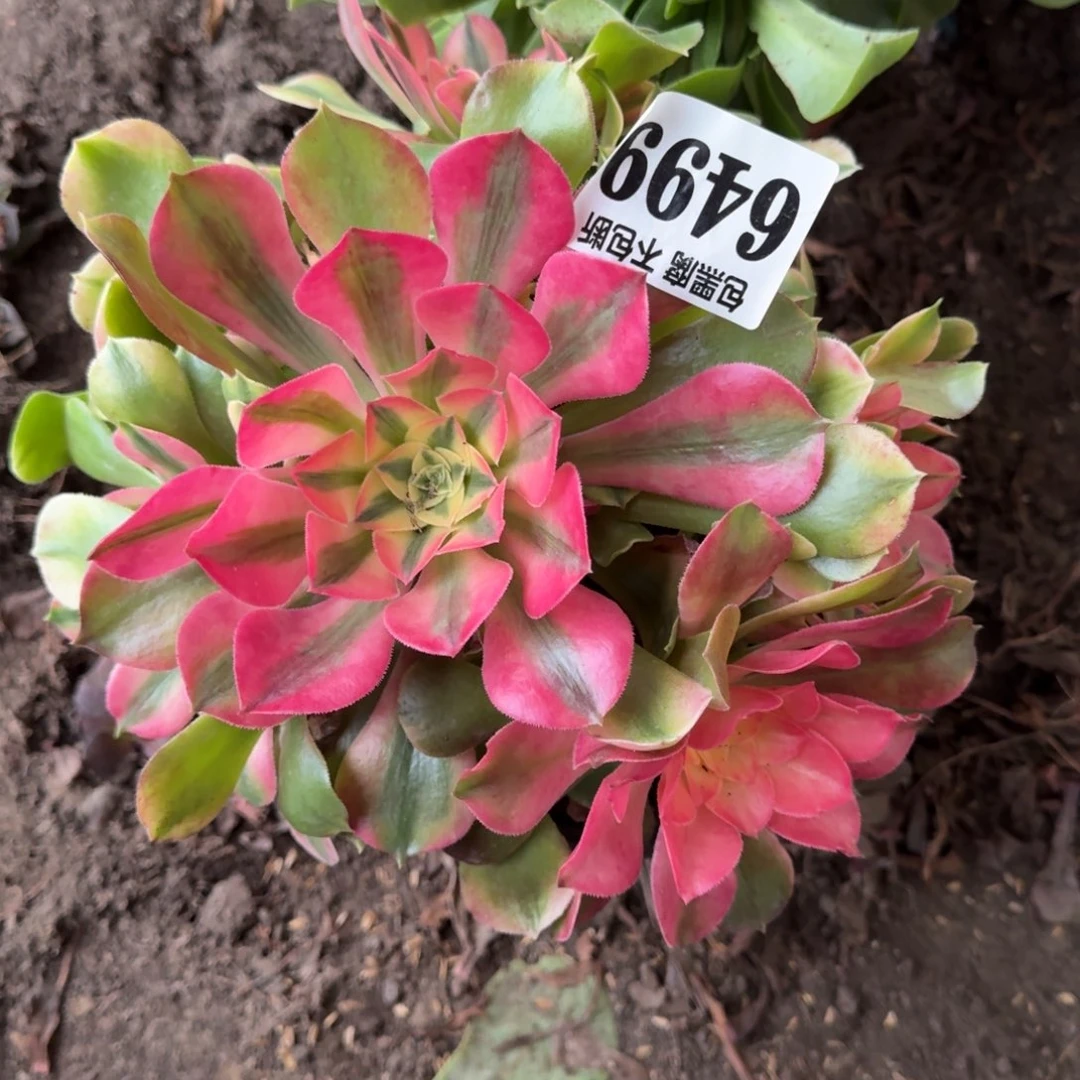 法师香妃6499 19-12