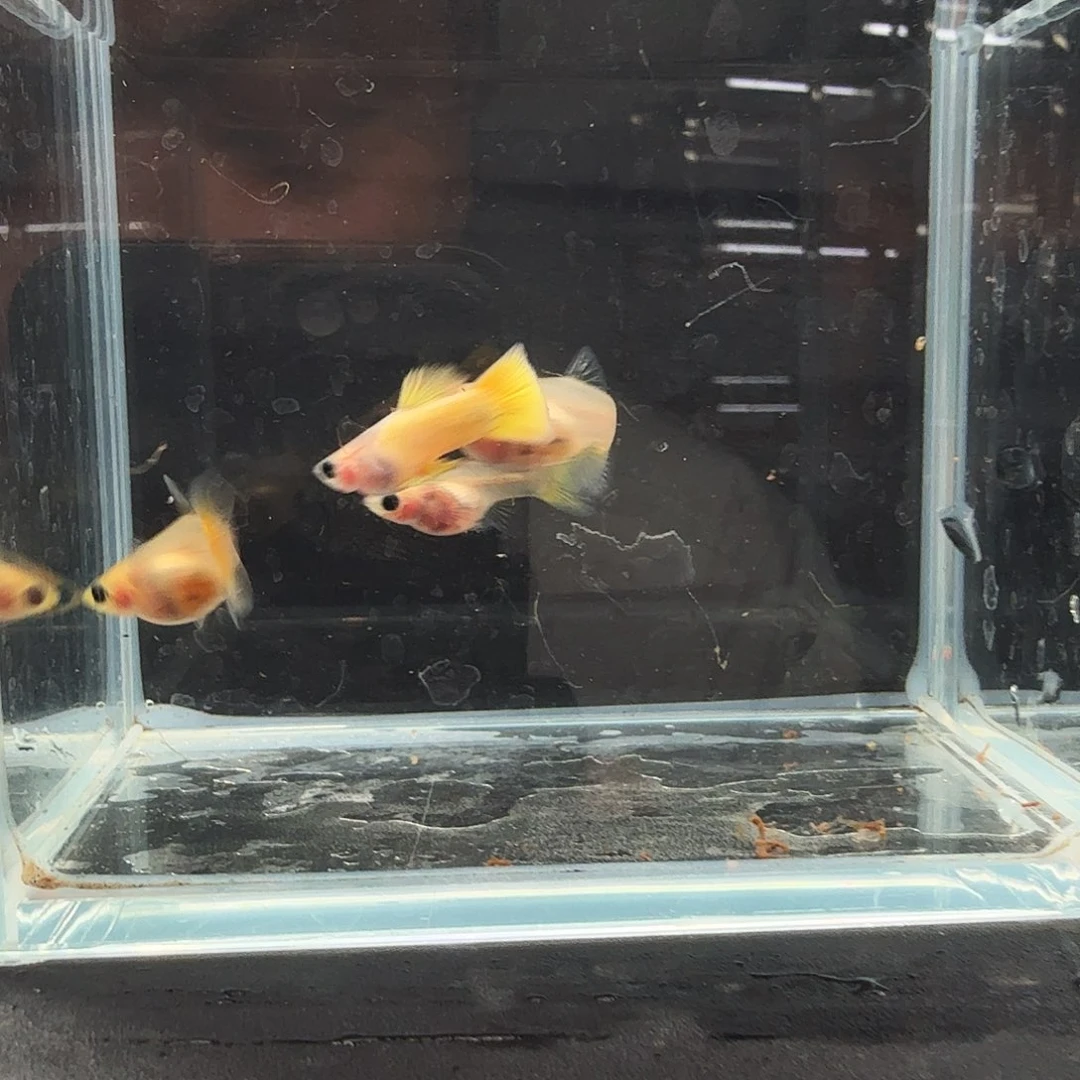 孔雀鱼黄金玻璃猫大孕母