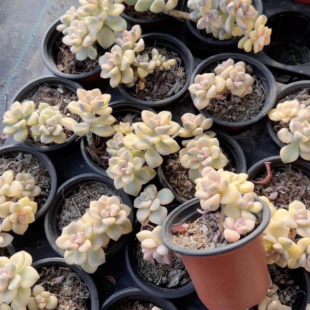 无花朵三盆90美杏锦