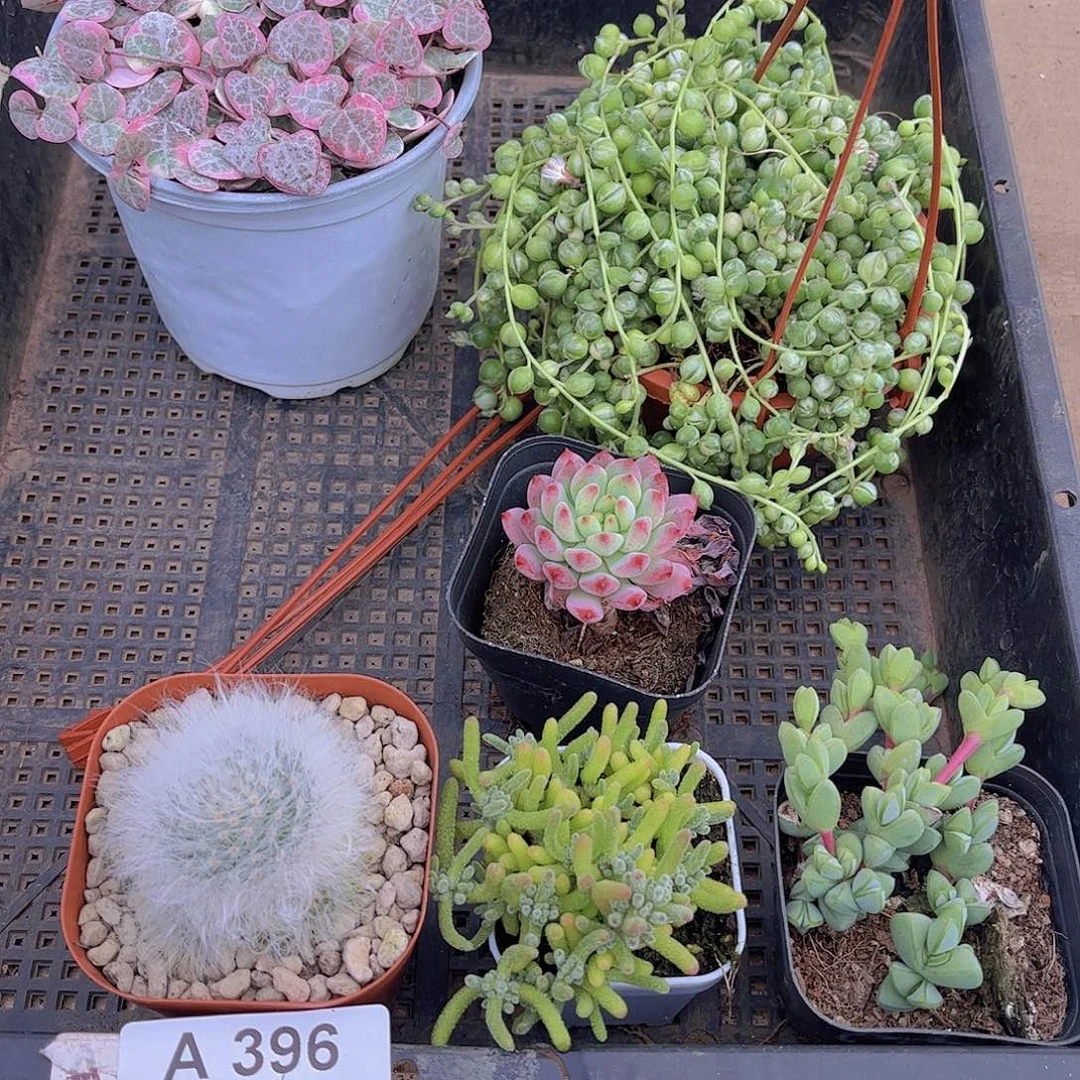 多肉396多肉植物