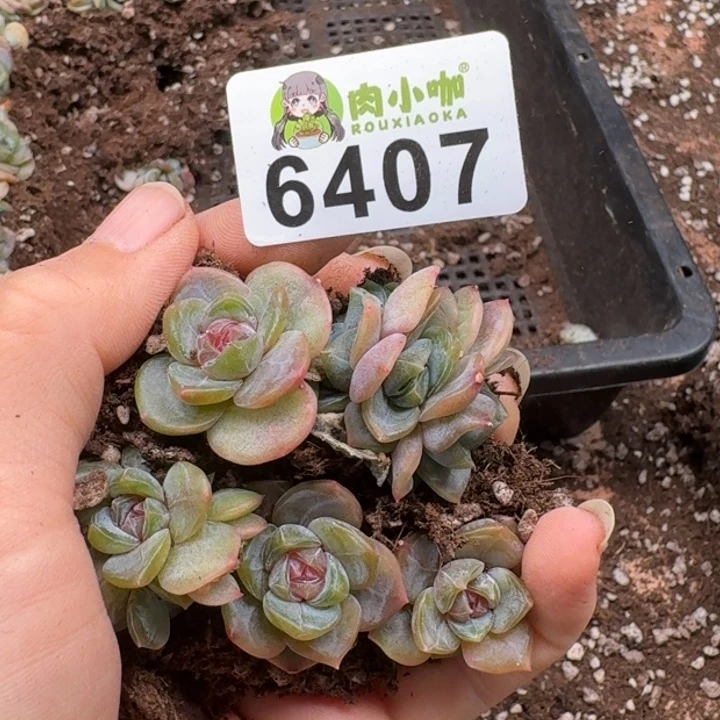 多肉植物多肉植物