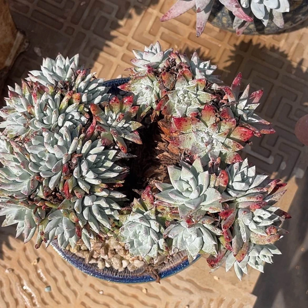 【闪购商品】白菊法瑞