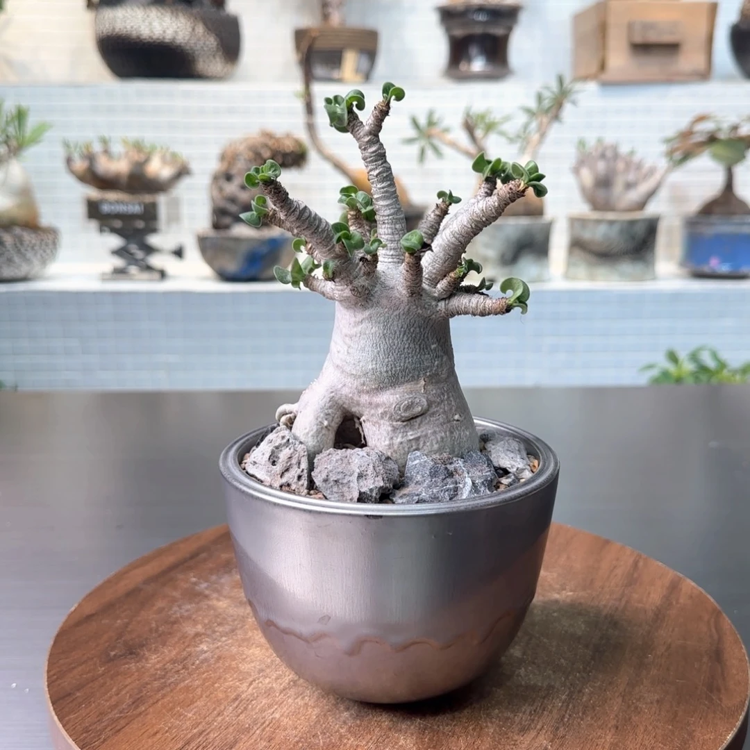 羊角沙漠玫瑰含盆