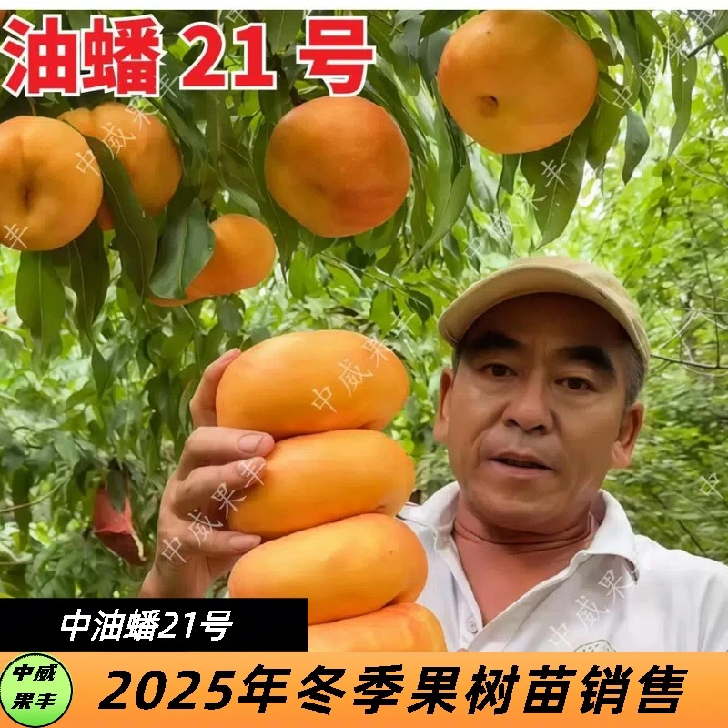 中油蟠21号7月底8月初成熟挂树期长慢软型香甜可口粘核大花型丰产