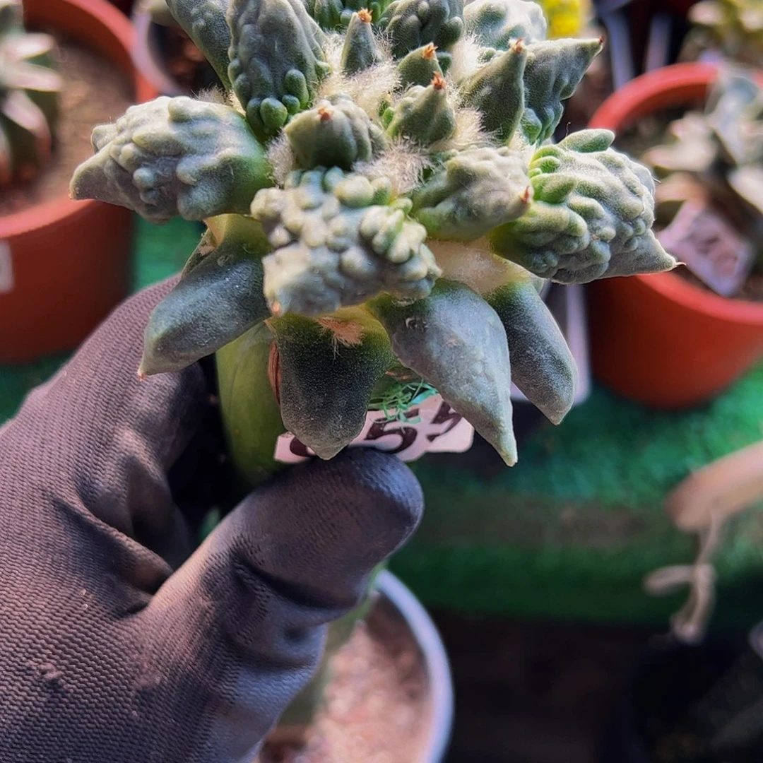 我***宙无花朵福利怒涛牡丹055