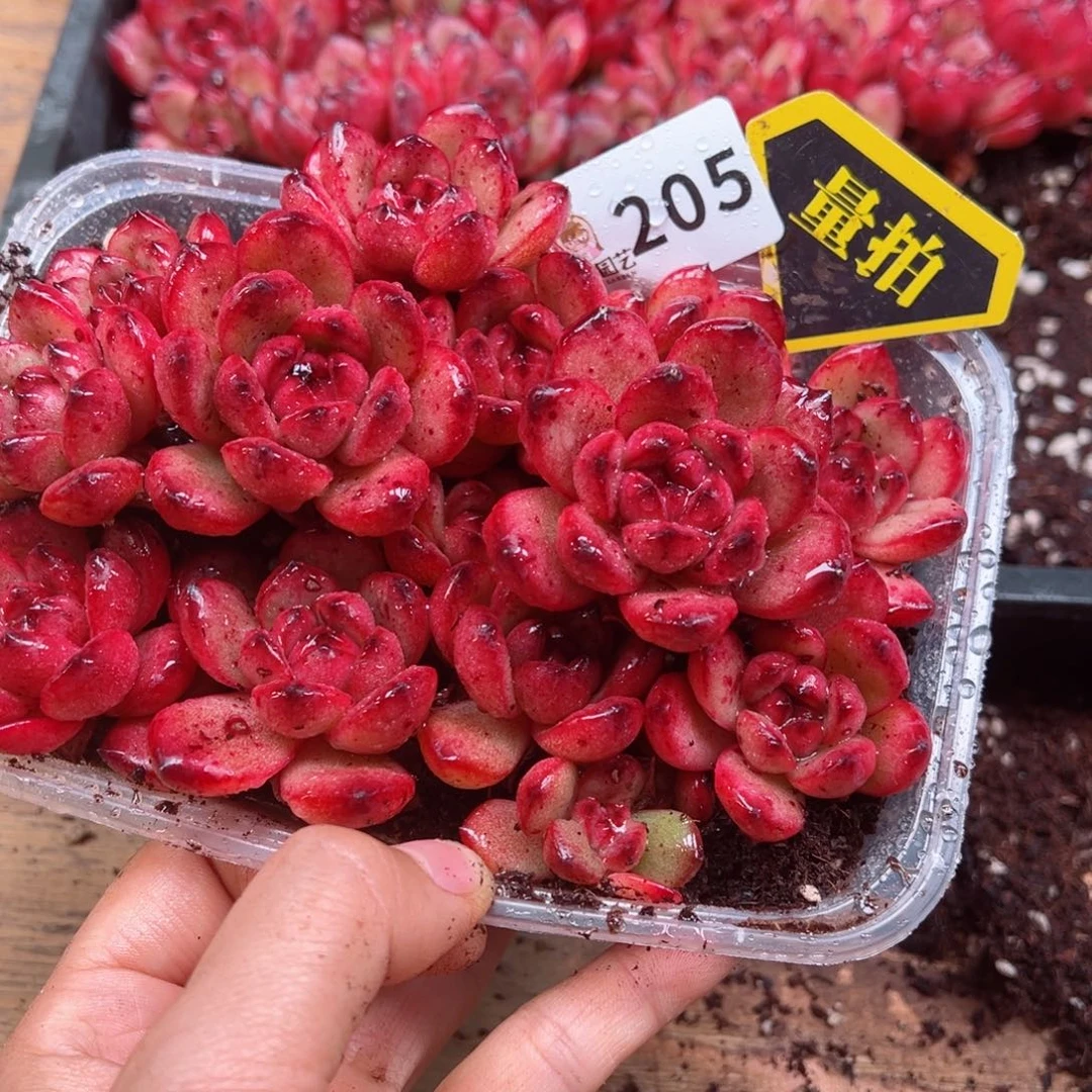 多肉植物多肉植物