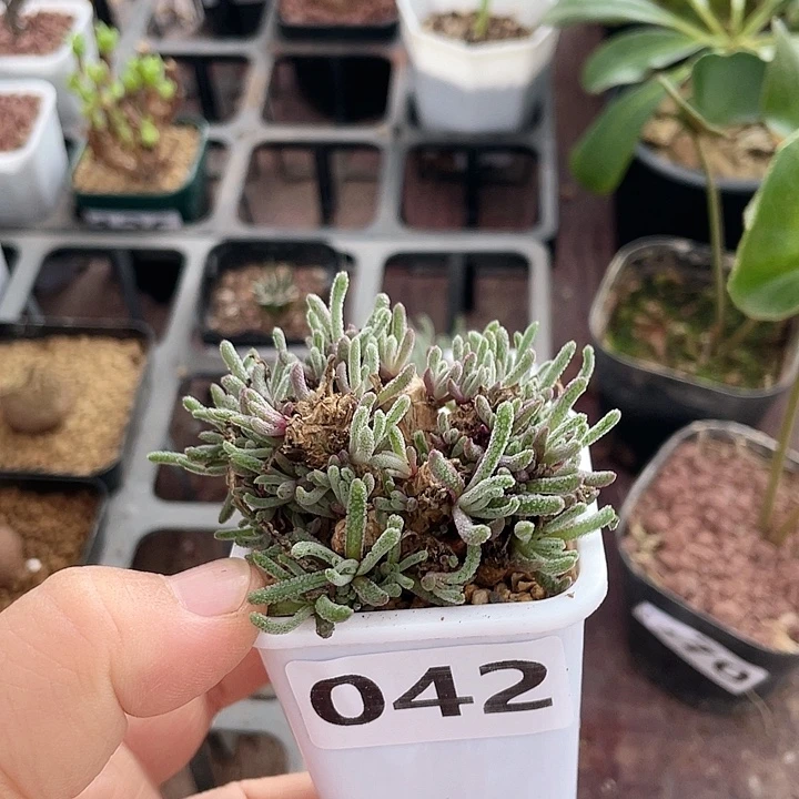 042天赐块根植物，