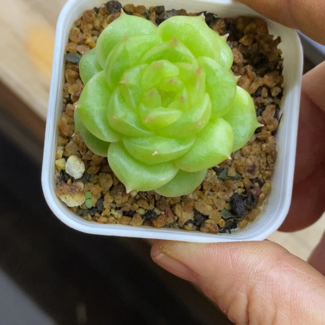 精品多肉一物一拍不包整12