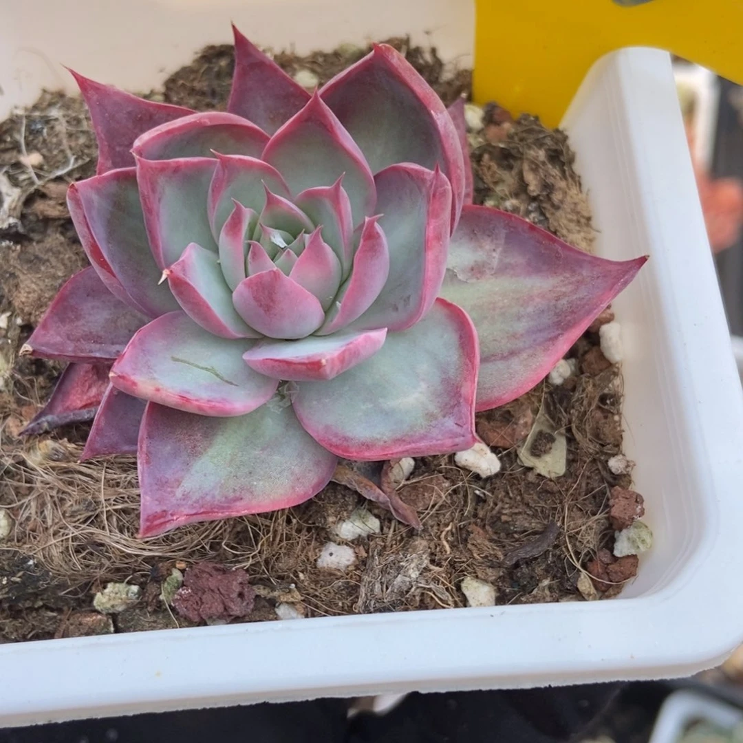 913惊鸿仙子多肉植物保护