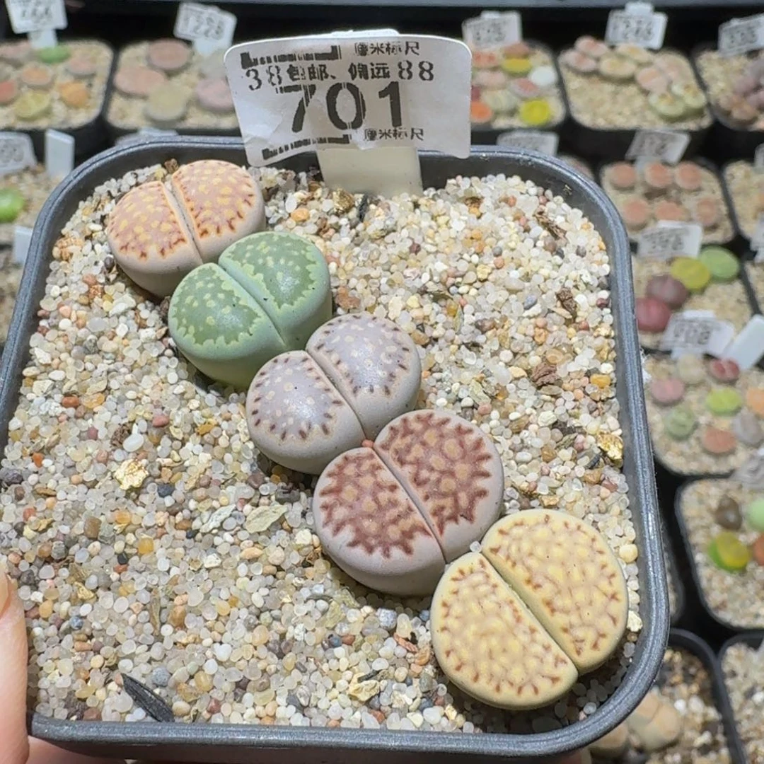 Sssss精品生石花701
