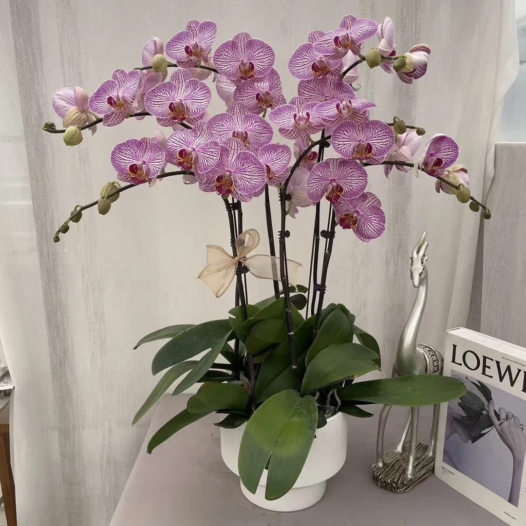 《和弦》精品蝴蝶兰 稀有品种 室内花卉