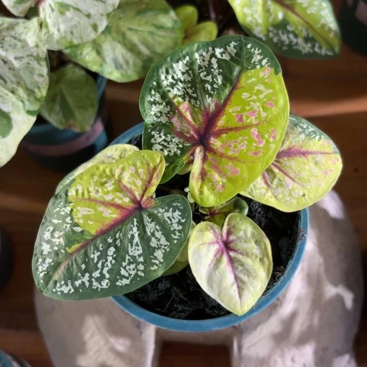 野蜂飞舞泰国彩叶芋12-0816